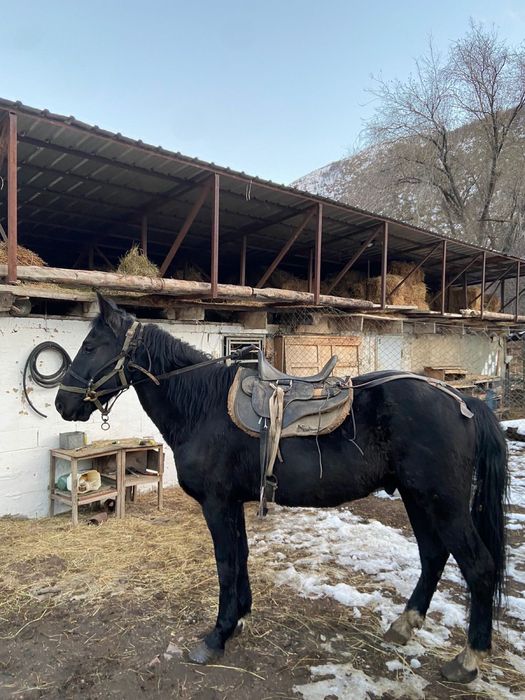 Продаётся ездовой жеребец