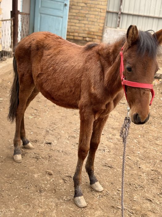 Эркак той сотилади