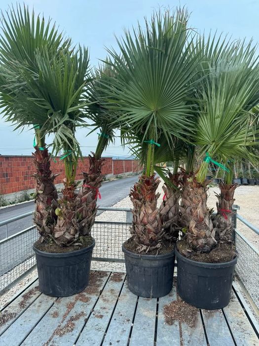 Plante ornamentale