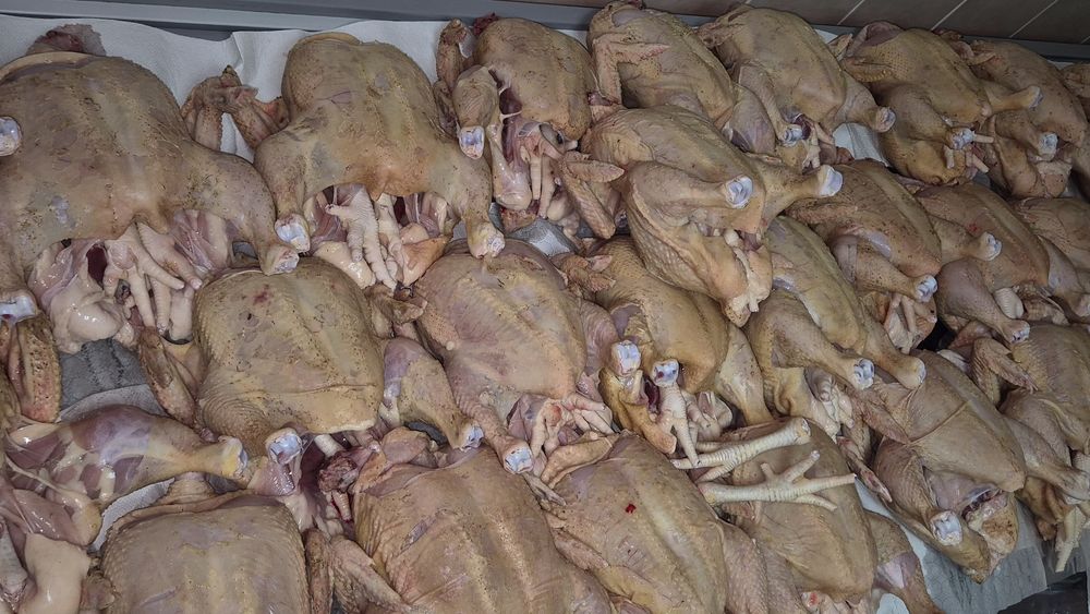 Pasari de curte disponibile,în viu și taiate