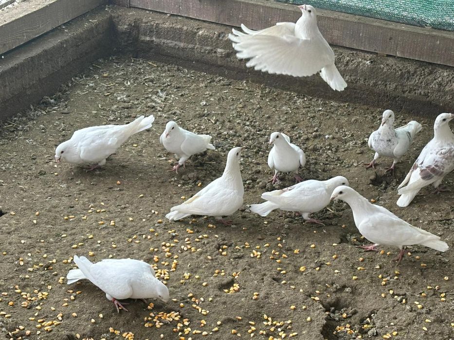 Pui tineri și batrani