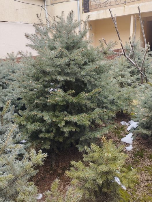 Archa galuboy  razmerlari har hillari bor