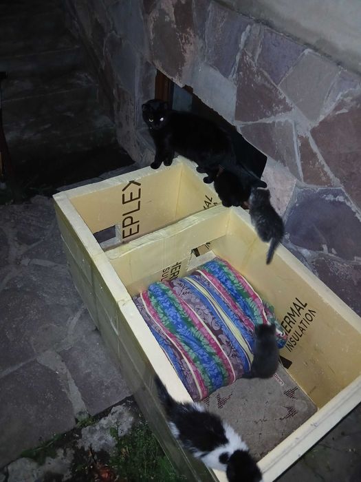 Котята бесплатно