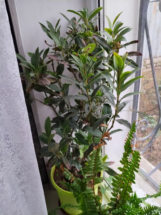 продаются растения