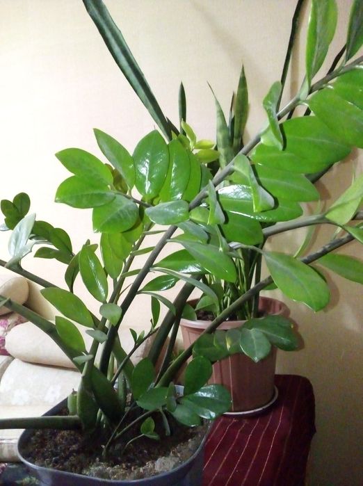 Растения для офиса