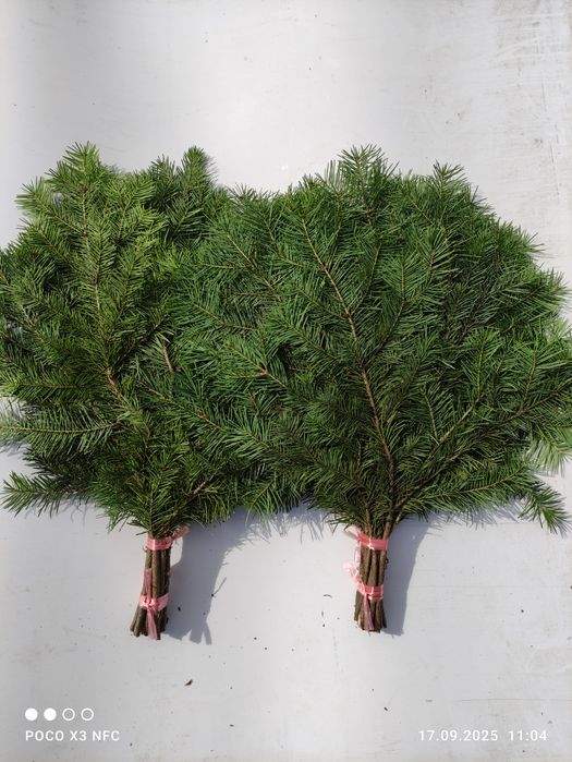 Веники пихтовые банные