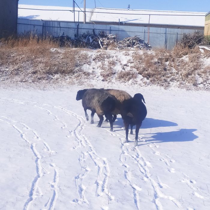 Ekkizak tug'adigan bug'o'z quyla sotiladi