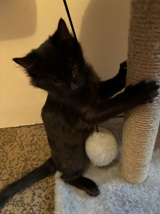 Отдам котенка