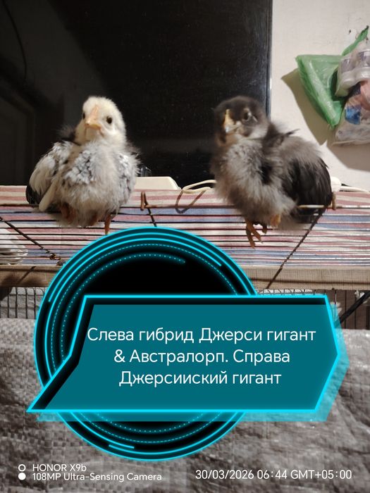 Инкубационные яйца привозное