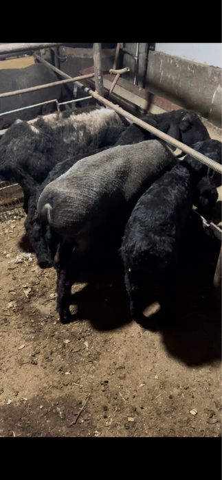 Ona bola qoylar sotiladi