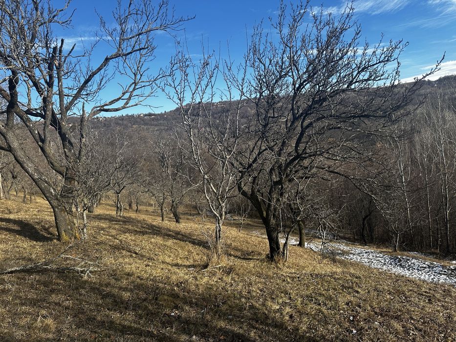 Teren de vanzare comuna Mioarele, sat Matau