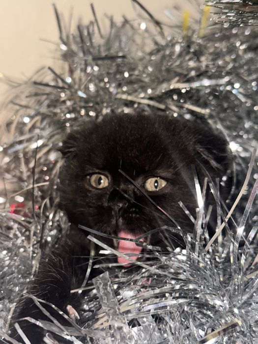 Вислоухая кошечка