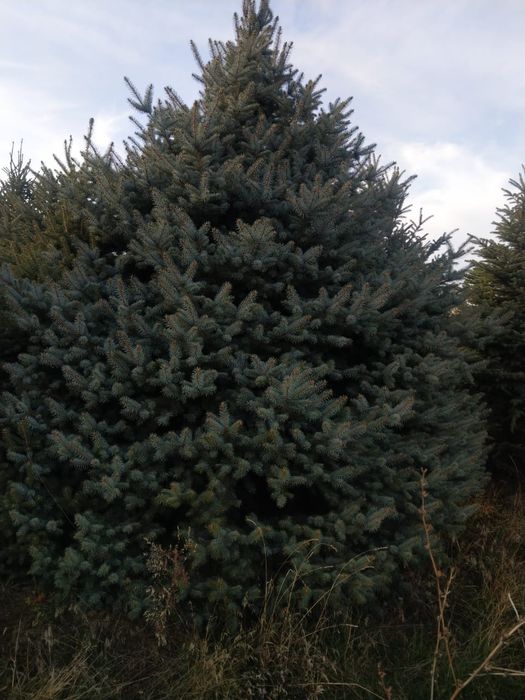 Продам ели,ёлки, сосна, туя.