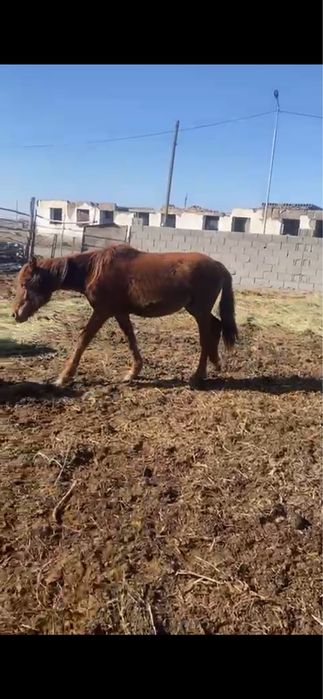 Байталдар, тайлар сатылады