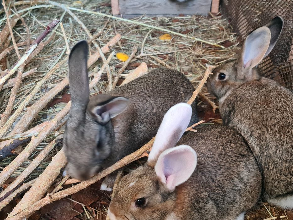 Кролики 2,5 месяца