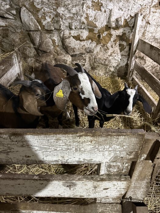 Нубийская коза молочная