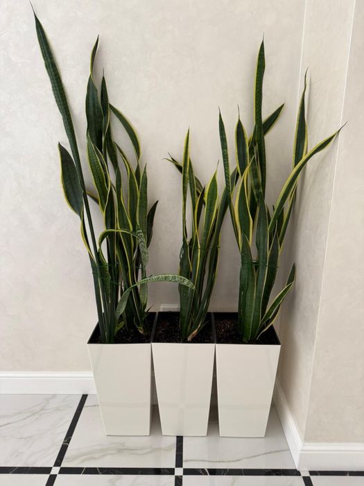 Сансевиера (Sansevieria trifasciata)
