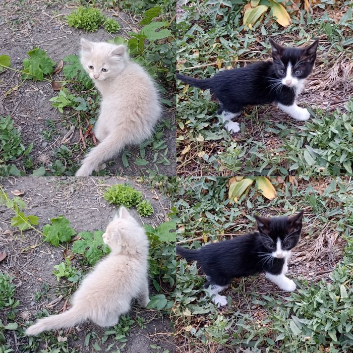 Отдам котят в добрые руки