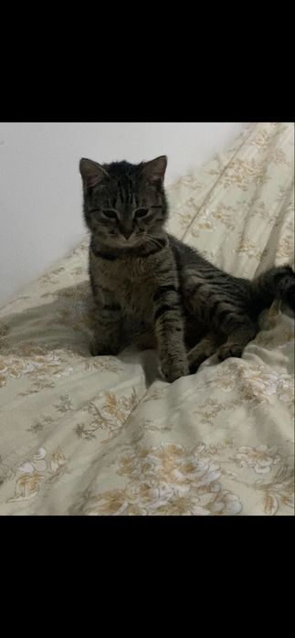 Очаровательный котёнок ищет новый дом!