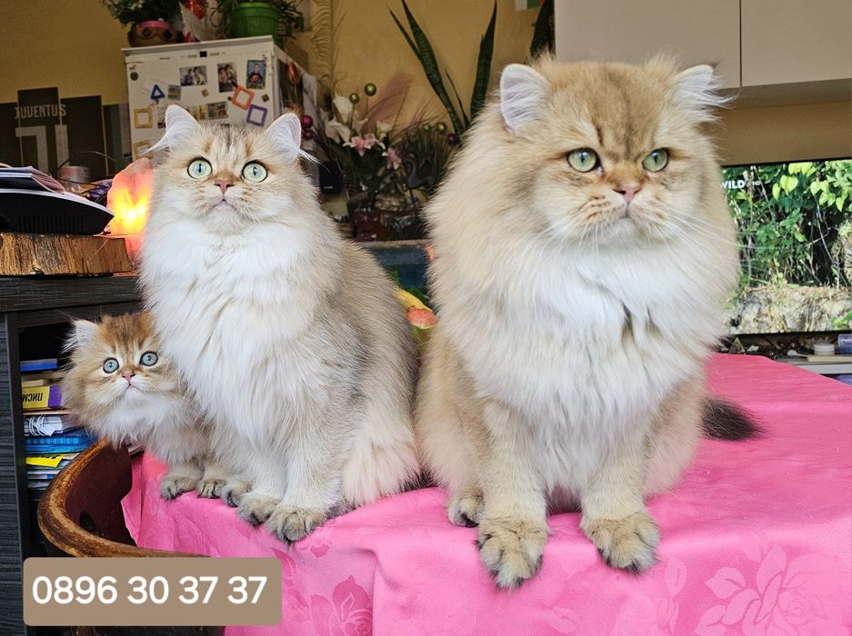 Британски дългокосмести котенца