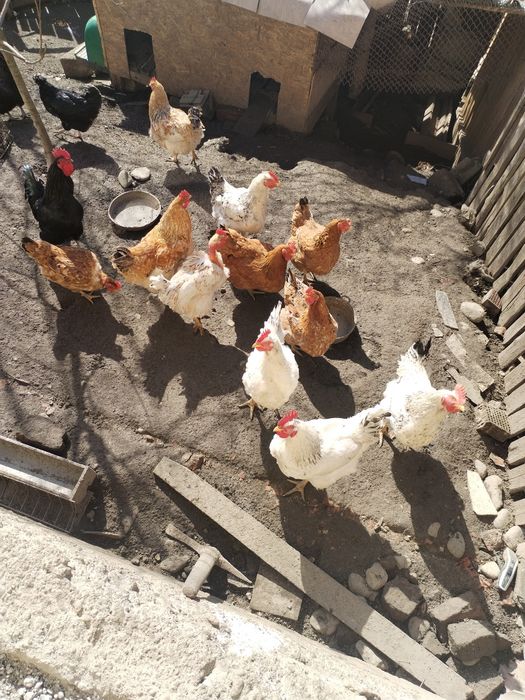 Cocoși tineri 3 kg de țară