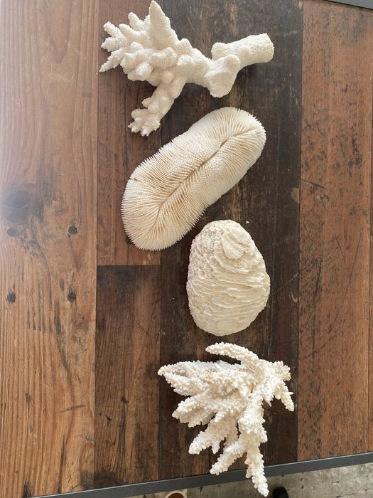 Corali Oceanul Indian