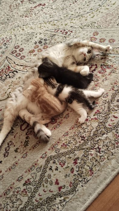 Продаются милые шотландские котята