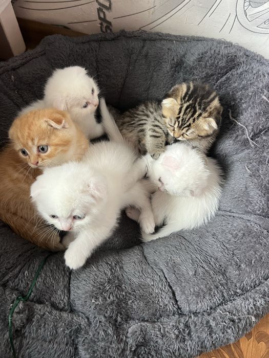 Кошечки веселоухи