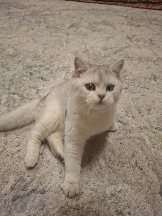 Тозза зотли мушук сотилади