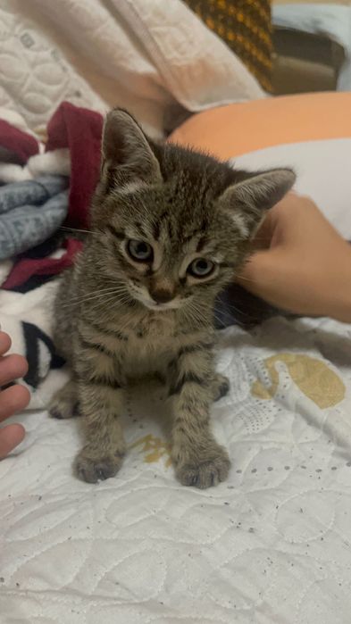 Котенок, возраст около месяца