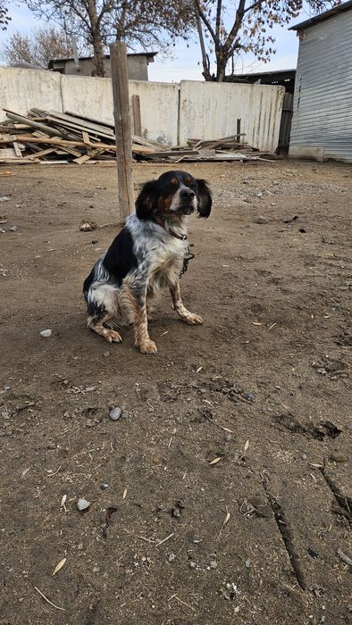 Бретонский эпаньоль