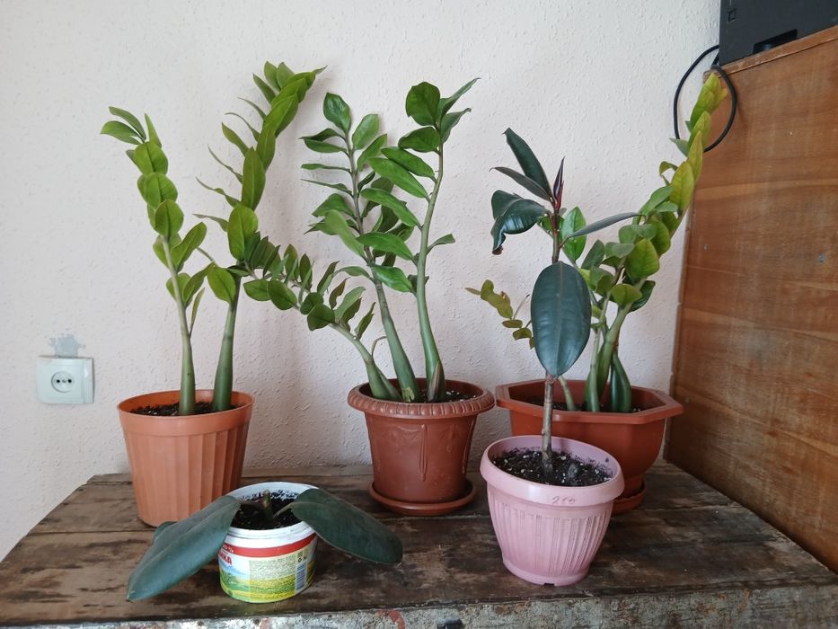 Цветы комнатные.