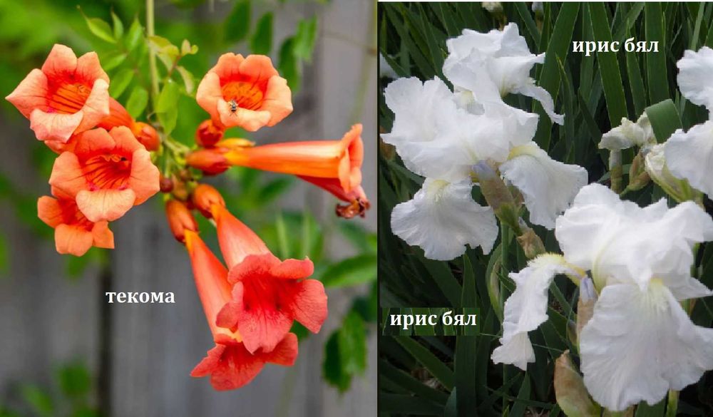 Луковици и грудки на цветя