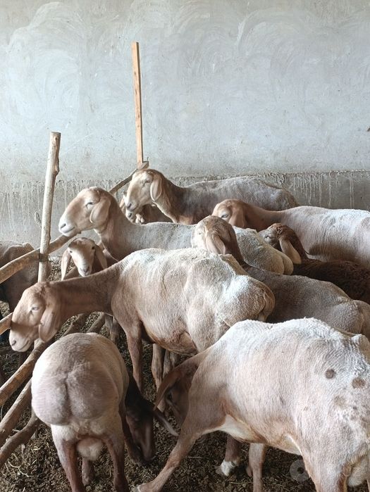 Арашан она бола, кузилари сотилади