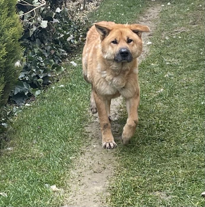 Spike oferit spre adoptie