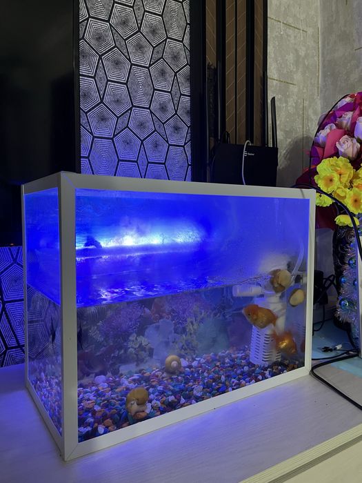 Аквариум с улыткой