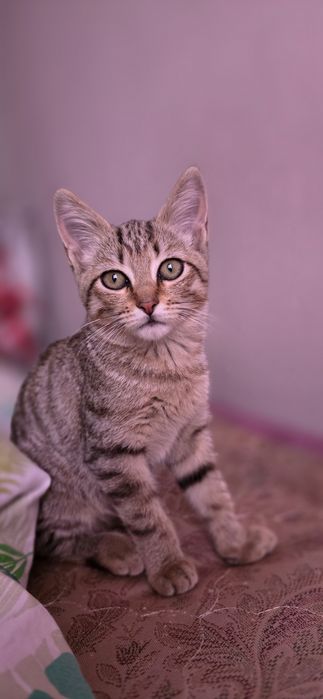 Котенок девочка .