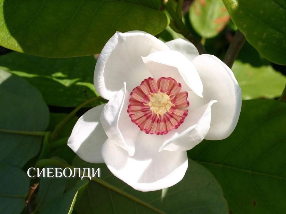 Магнолия 19 различни видове