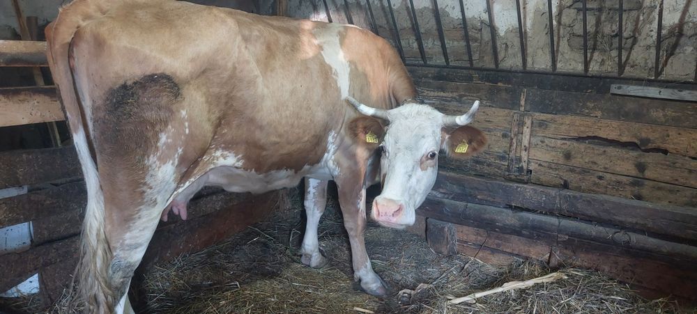 Vând vaca bălțata românească și aparat de muls