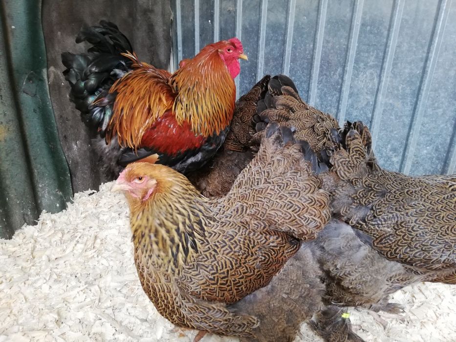 Vind oua ptr incubat