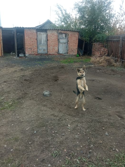 Отдам даром щенка