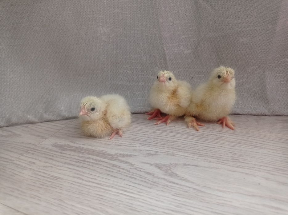 Домашние цыплята!