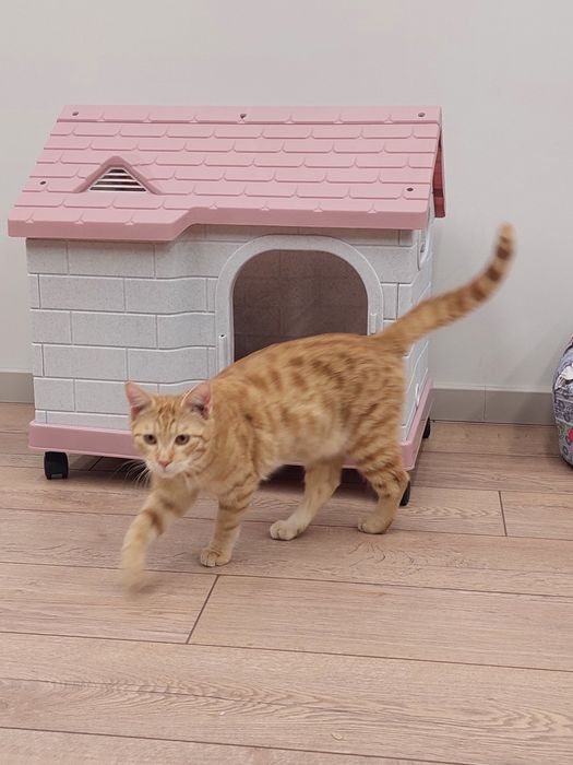 Котенок мальчик кастрирован Ташкент