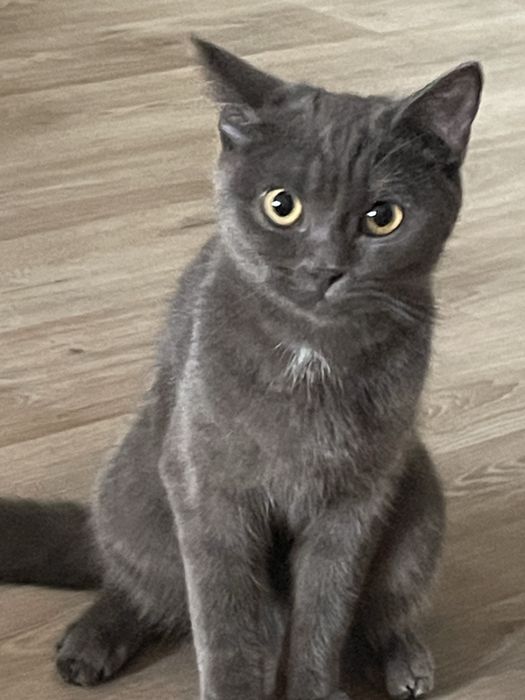 Отдам кошку в добрые руки