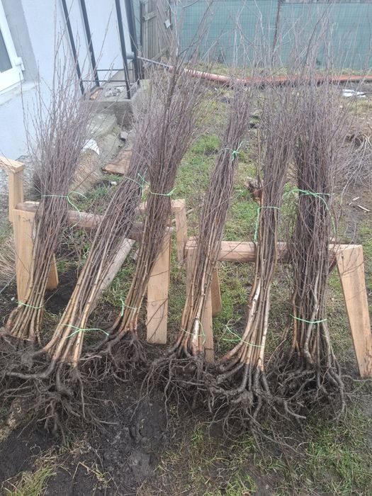 PUIEȚI FORESTIERI [salcâm si nu numai]