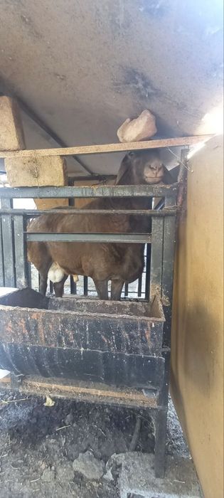 Баран Арашан!Арашан Куй Сотилади