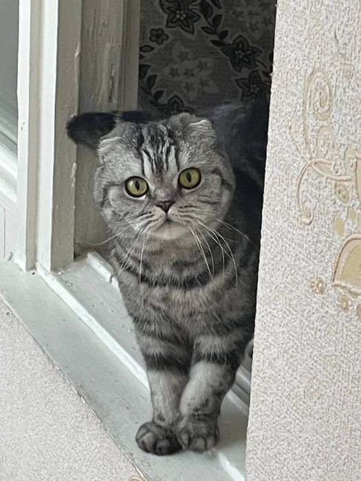 Шотландская вислоухая кошка