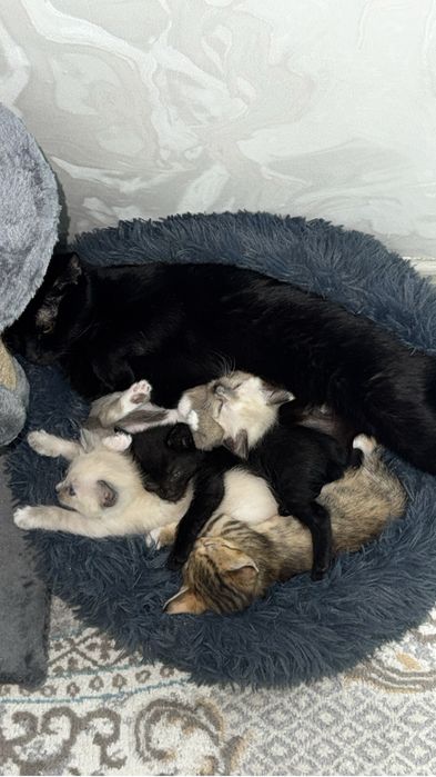 Милые котята только в добрые руки