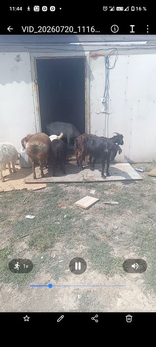 11 бас ұсақ мал сатылады