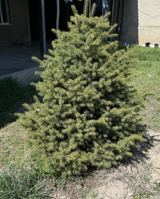 Бақшада өте жақсы бапталып өсірілген екі Қарағай сатылады